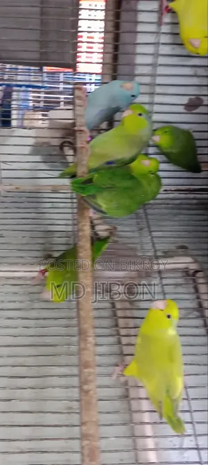 ফরপাস বার্ড