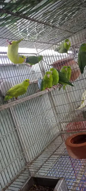 ফরপাস বার্ড