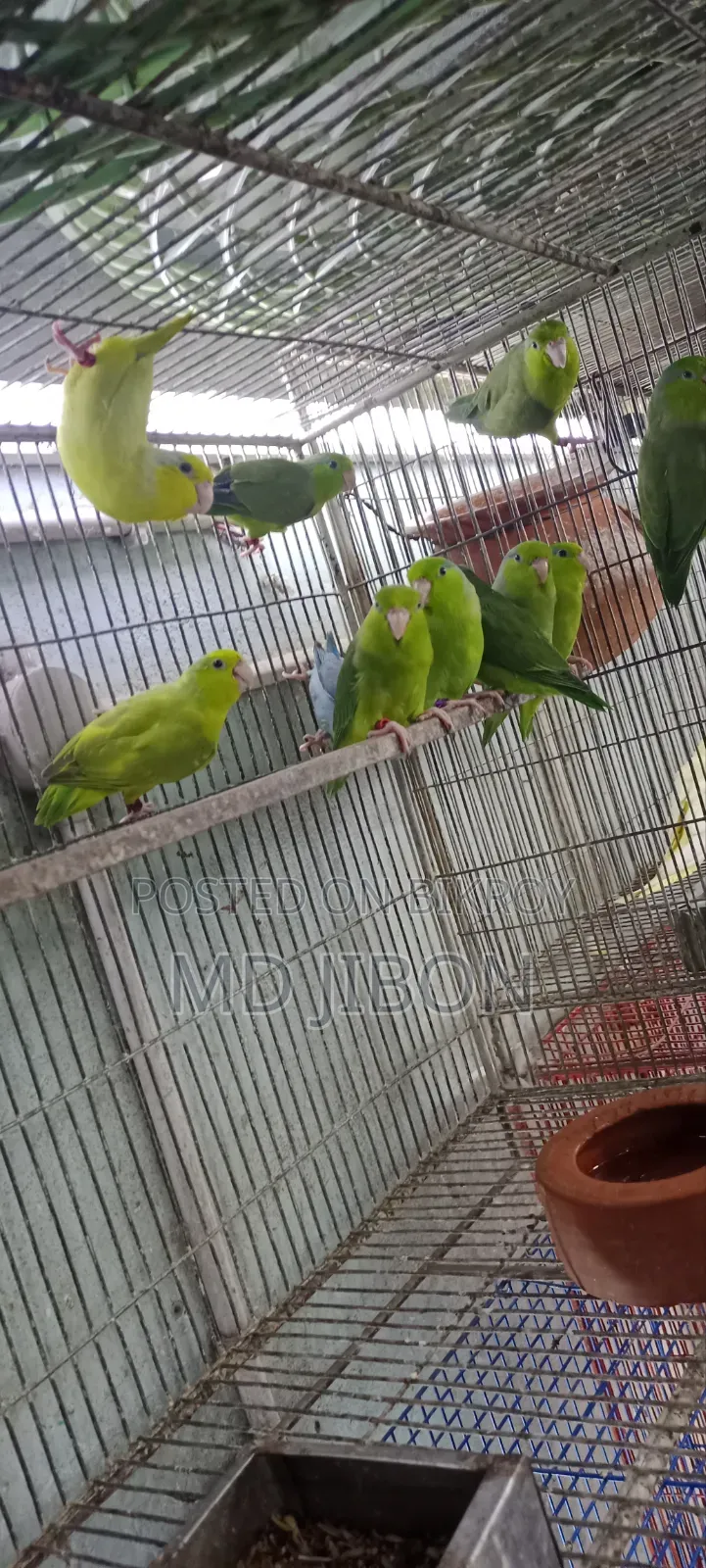 ফরপাস বার্ড