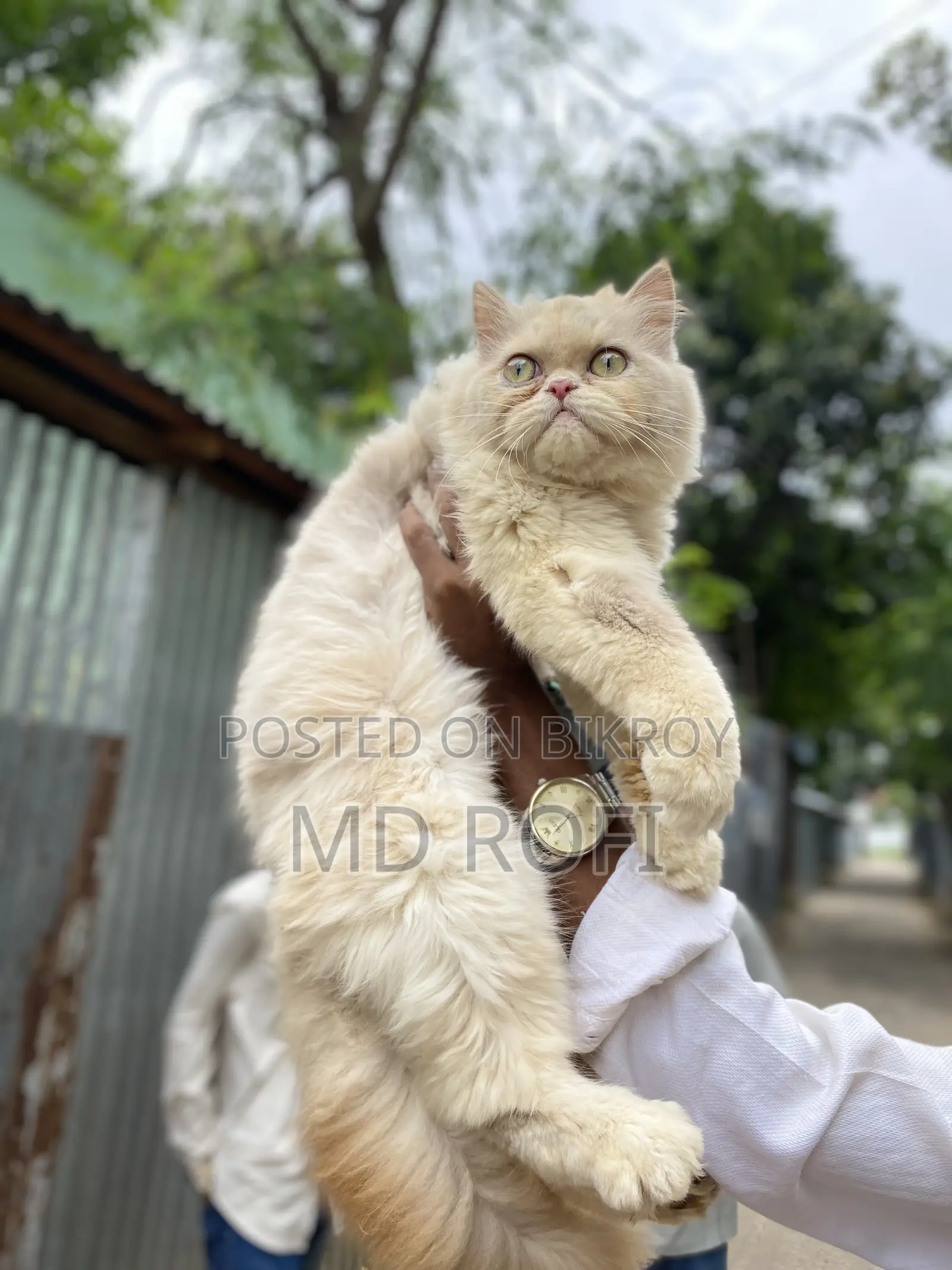 6-12 Months Female Purebred Persian
