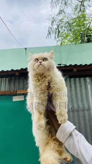 6-12 Months Female Purebred Persian
