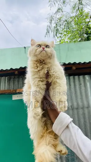 6-12 Months Female Purebred Persian