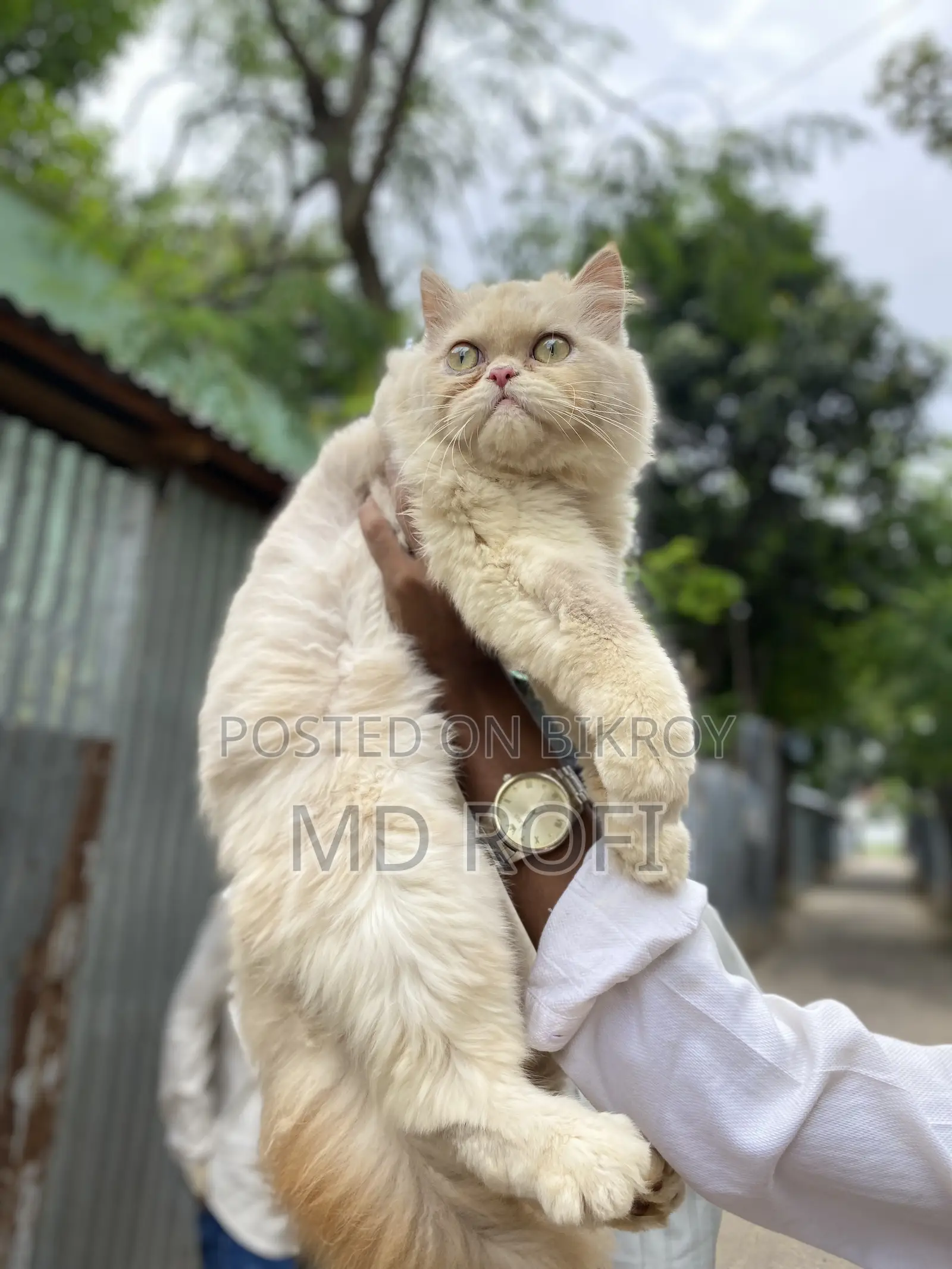 6-12 Months Female Purebred Persian