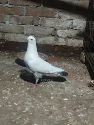 Kaldam Male Pigeon
