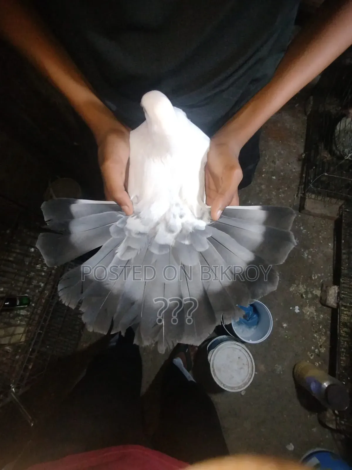 Kaldam Male Pigeon
