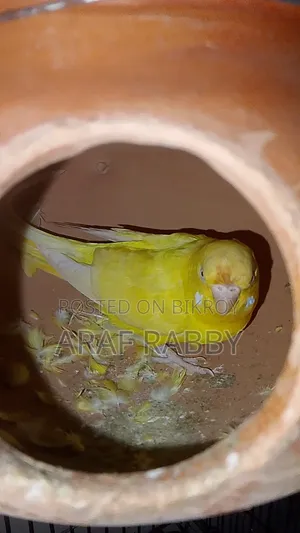 লুটিনো ফিমেল রানিং