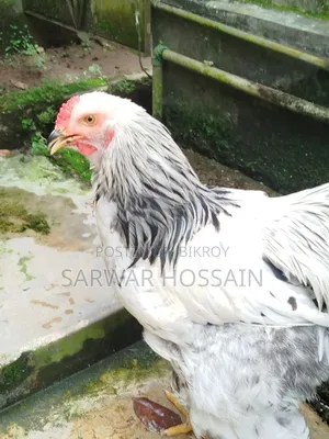 Colombia Light Male