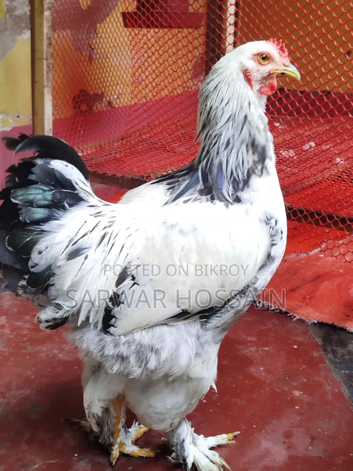 Colombia Light Male