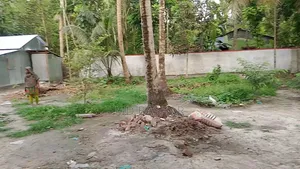 জমি বিক্রয় হবে: ৩.৫ শতাংশ (বসত ভিটা)