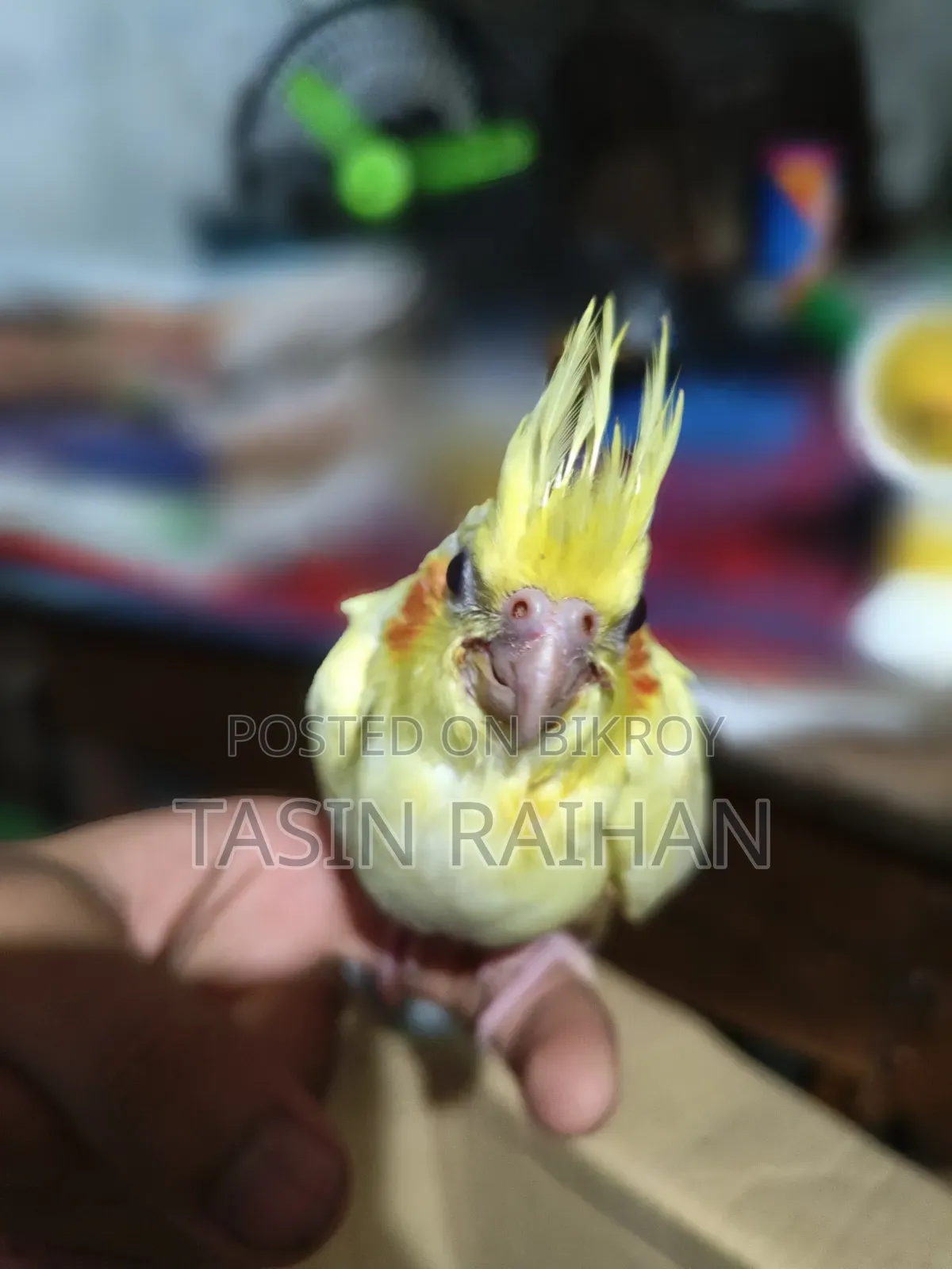 Baby Cockatiel Bird