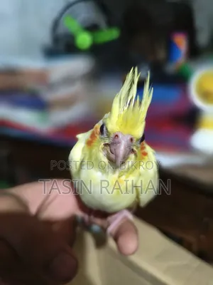 Baby Cockatiel Bird