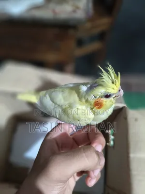 Baby Cockatiel Bird