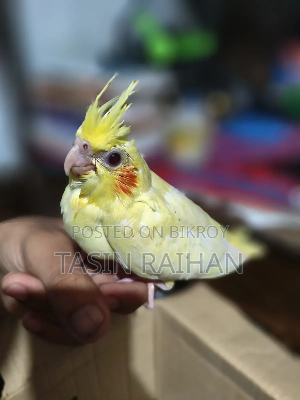 Baby Cockatiel Bird