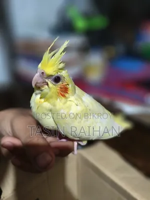 Baby Cockatiel Bird