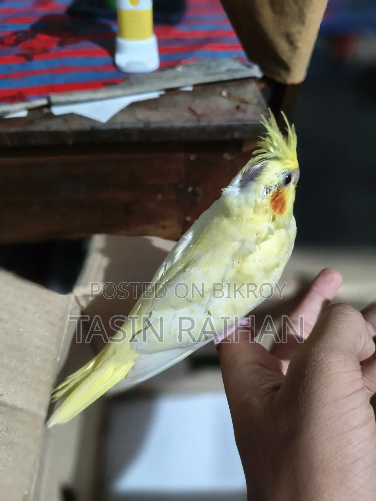 Baby Cockatiel Bird
