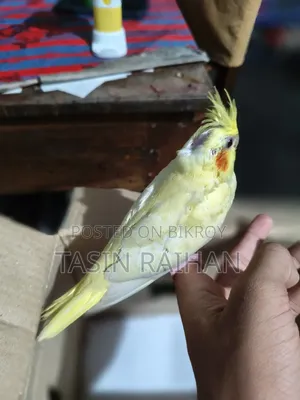 Baby Cockatiel Bird
