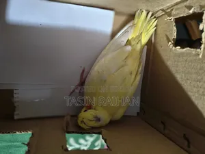 Baby Cockatiel Bird