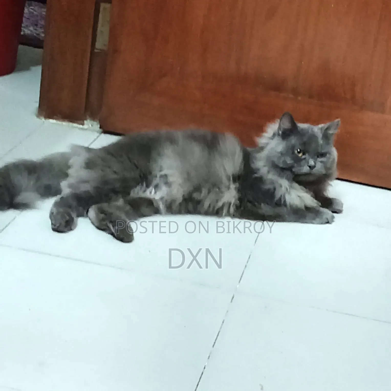 ৬-১২ মাসের মেল পিওরব্রেড পার্সিয়ান