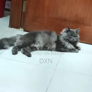 ৬-১২ মাসের মেল পিওরব্রেড পার্সিয়ান