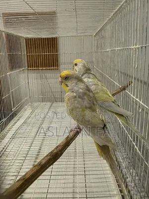 পাখির জোড়া ১টি