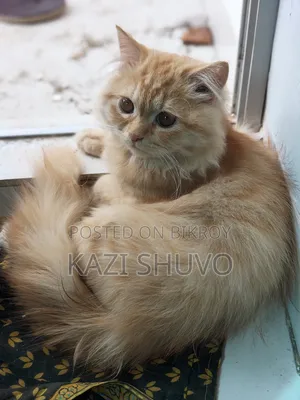 ৬-১২ মাস বয়সী পুরুষ বিশুদ্ধ জাতের পার্সিয়ান