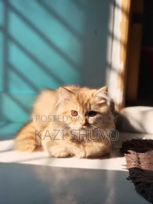 6-12 Months Male Purebred Persian