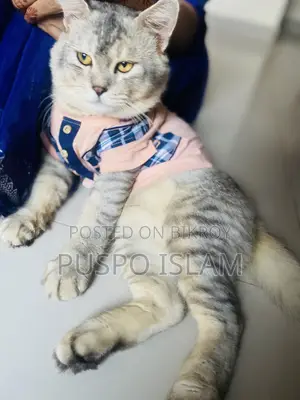 ৬-১২ মাসের নর মিশ্র জাতের বিড়াল