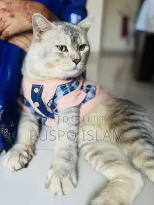 ৬-১২ মাসের নর মিশ্র জাতের বিড়াল