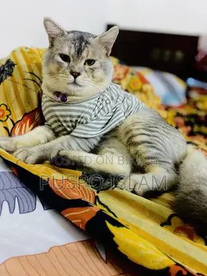 ৬-১২ মাসের নর মিশ্র জাতের বিড়াল