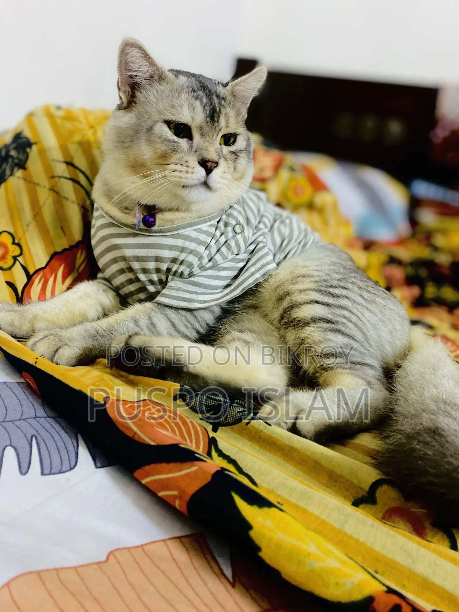 ৬-১২ মাসের নর মিশ্র জাতের বিড়াল