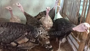 New Adult Turkey