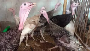 নিউ এডাল্ট টার্কি