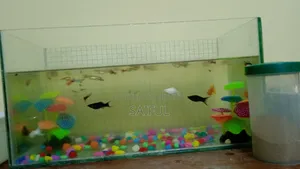 All fish with aquarium