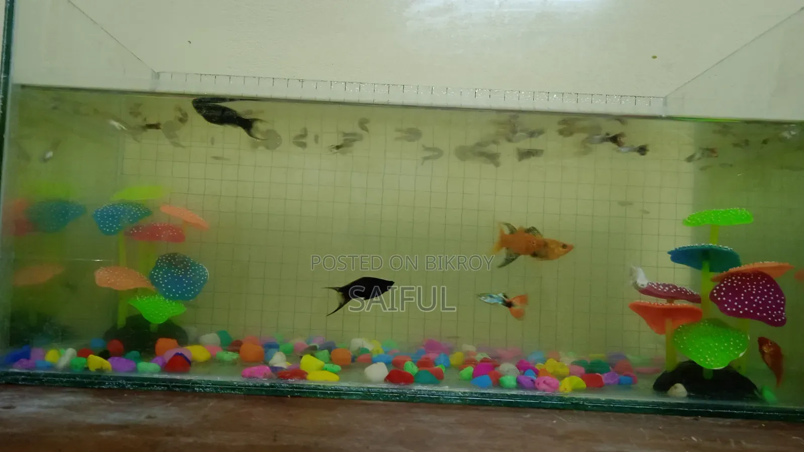 All fish with aquarium