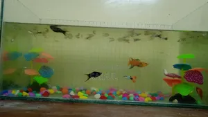 All fish with aquarium
