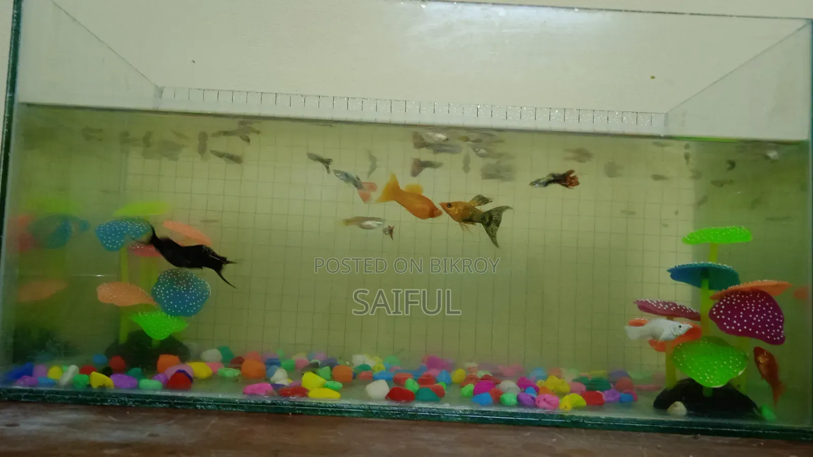 All fish with aquarium