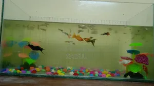 All fish with aquarium
