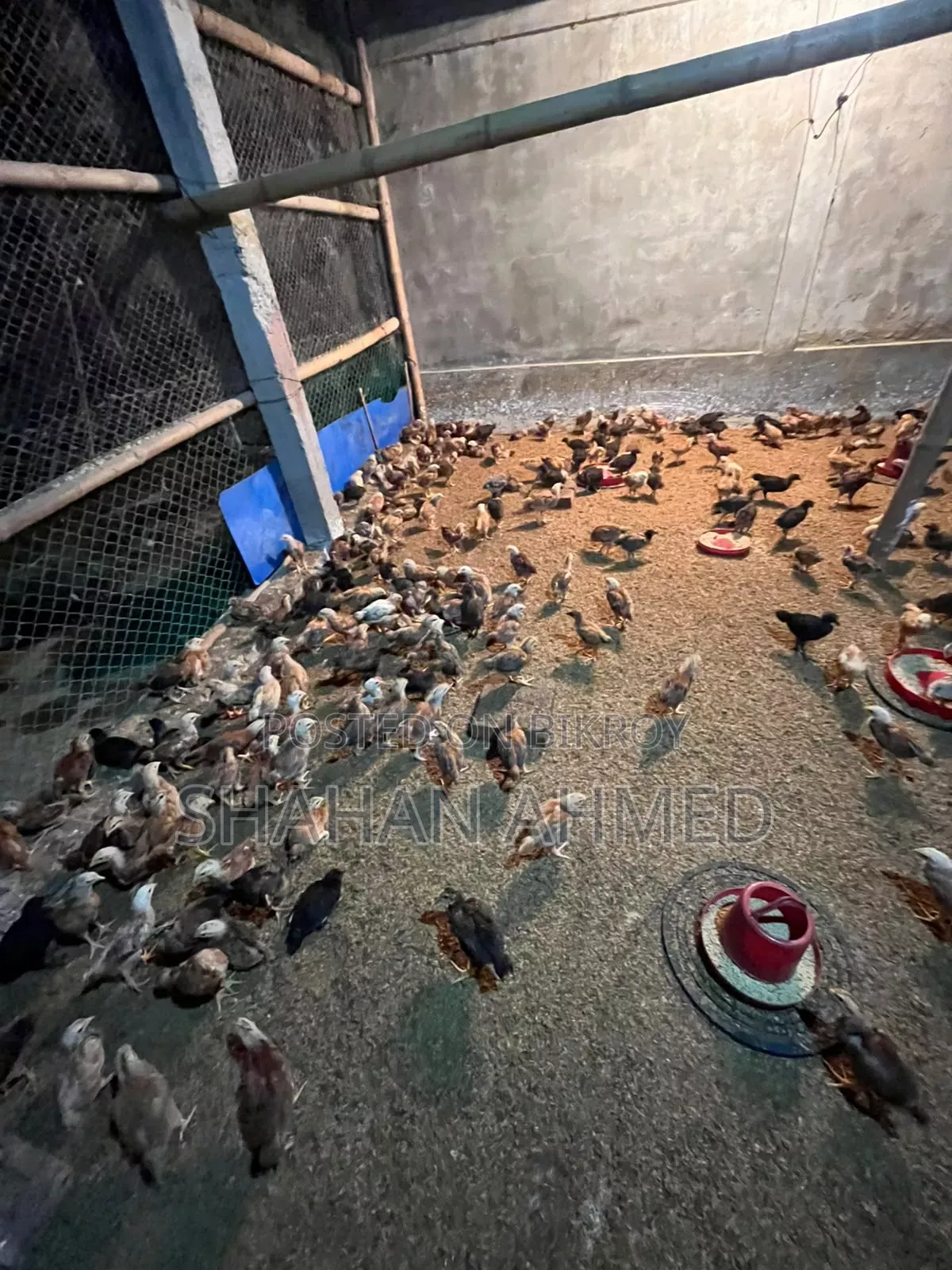 সোনালী মুরগ