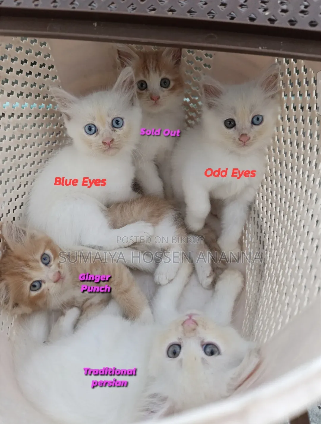 1-3 Months Male Purebred Persian Kitten