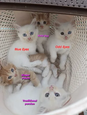 1-3 Months Male Purebred Persian Kitten