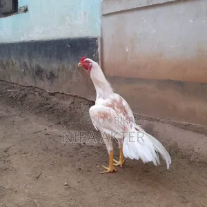 মাহেলা জাত আসিল সেল হবে