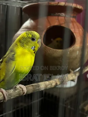 ২টি রানিং বাজিগর পাখি