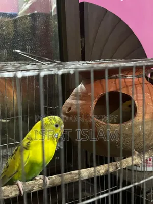 ২টি রানিং বাজিগর পাখি