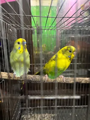 ২টি রানিং বাজিগর পাখি