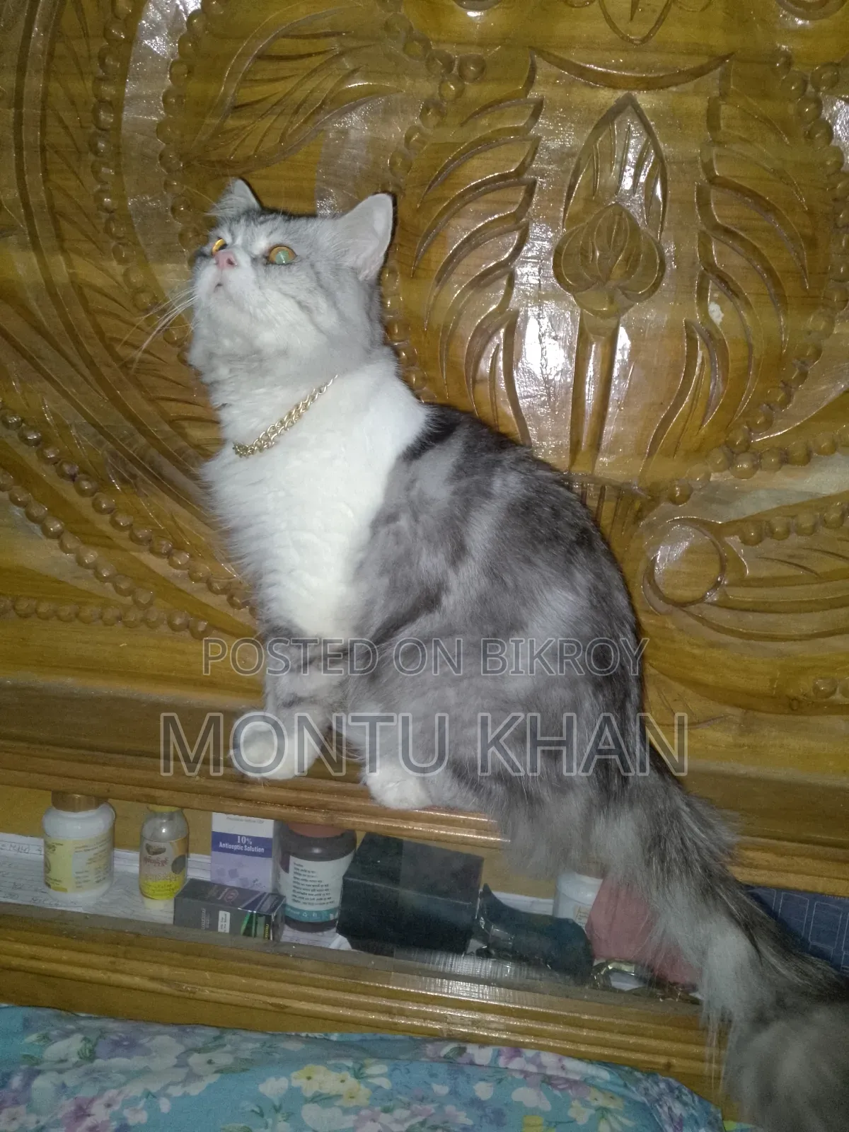 1+ Year Male Purebred Persian