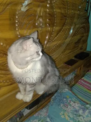 1+ Year Male Purebred Persian