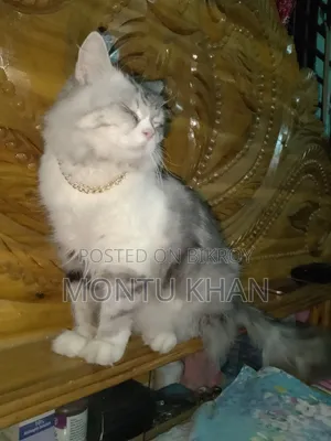 1+ Year Male Purebred Persian
