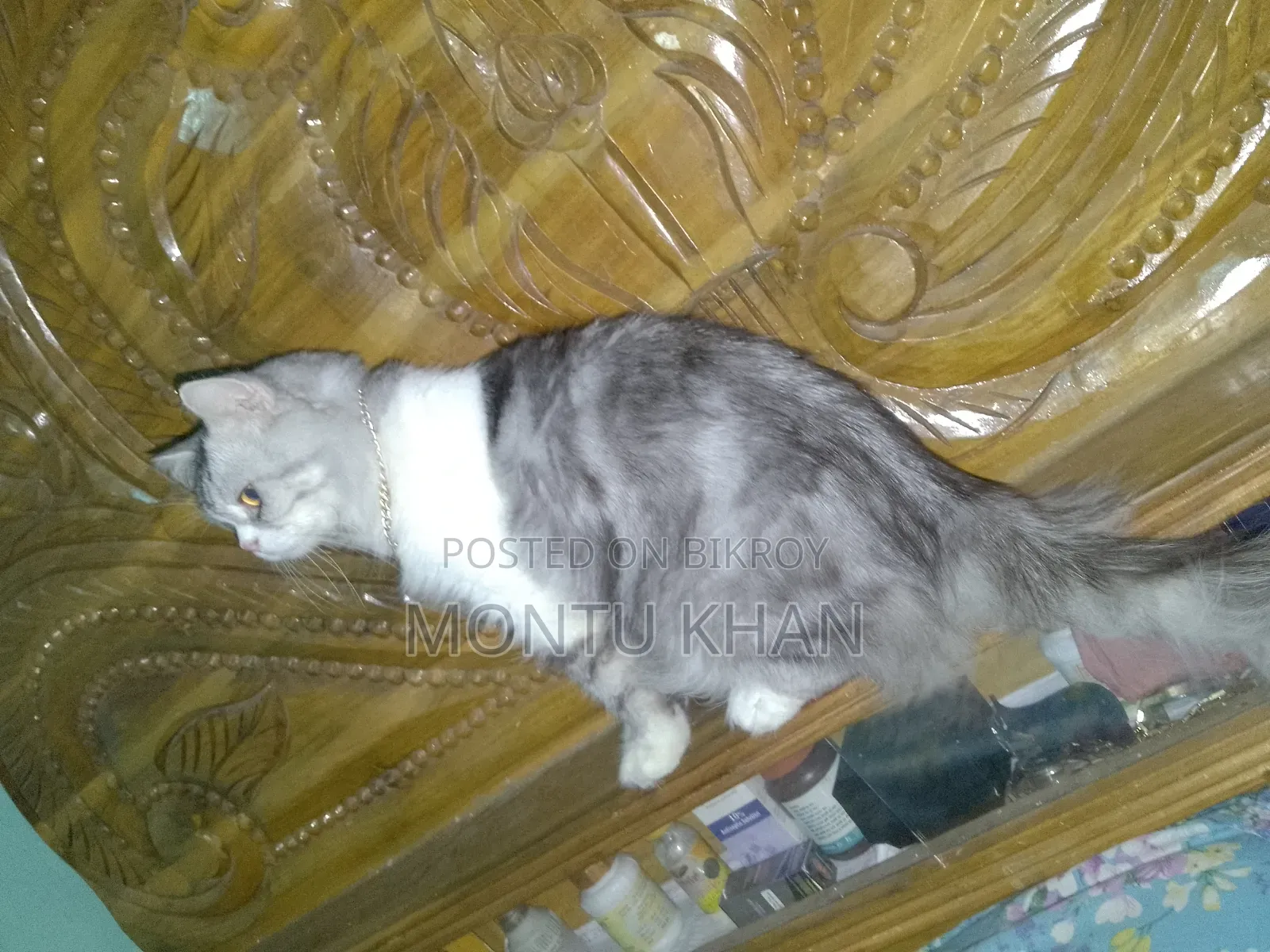 1+ Year Male Purebred Persian