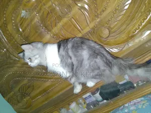 1+ Year Male Purebred Persian