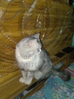 1+ Year Male Purebred Persian